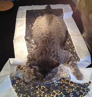 Platt wie ne Flunder