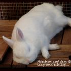 Platt wie ne Flunder ;-) oder: Das tägliche Bild aller Kaninchen Besitzer