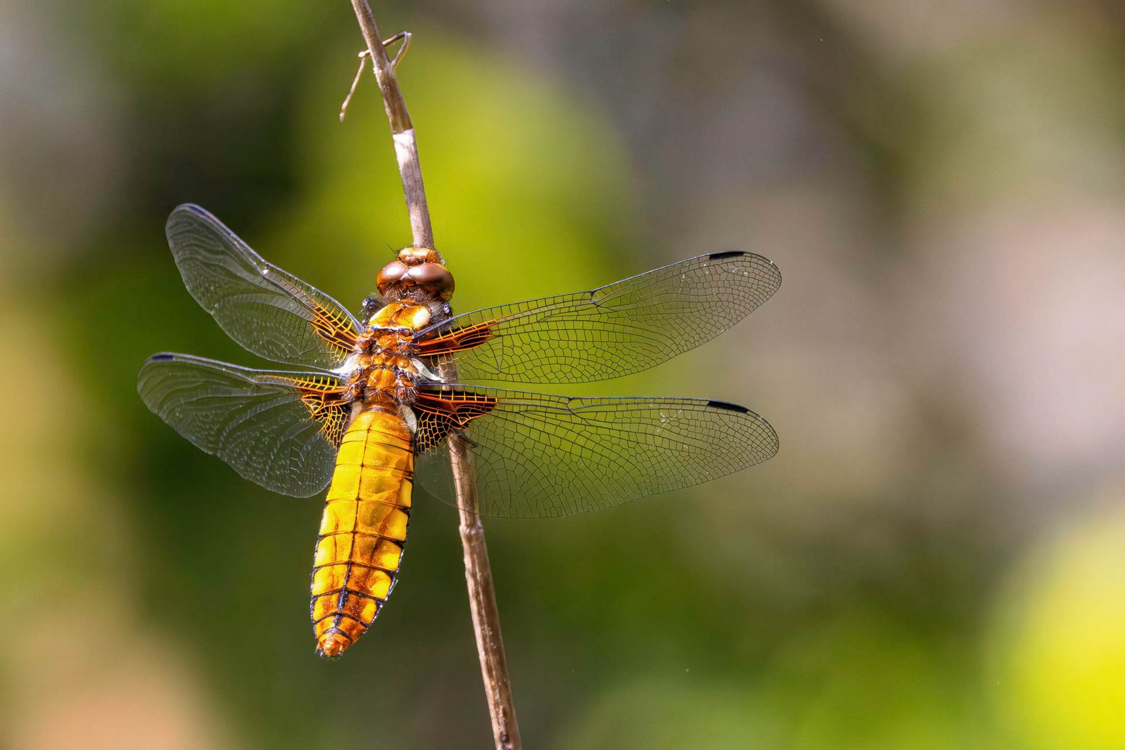 Plattbauch / Broad-bodied darter