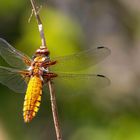 Plattbauch / Broad-bodied darter