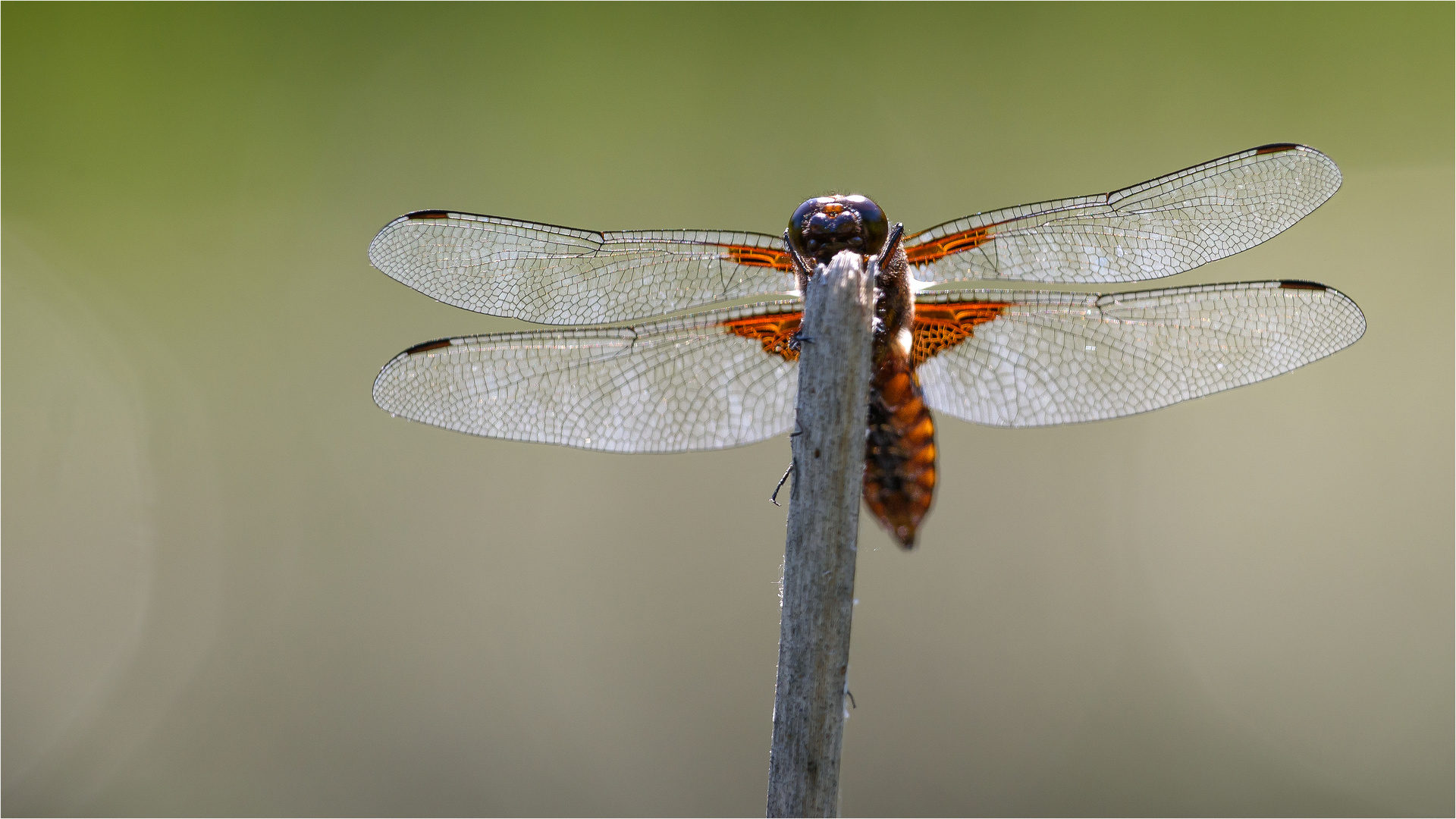 Plattbauch frontal