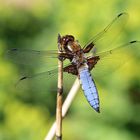 Plattbauch, Großlibelle, männlich