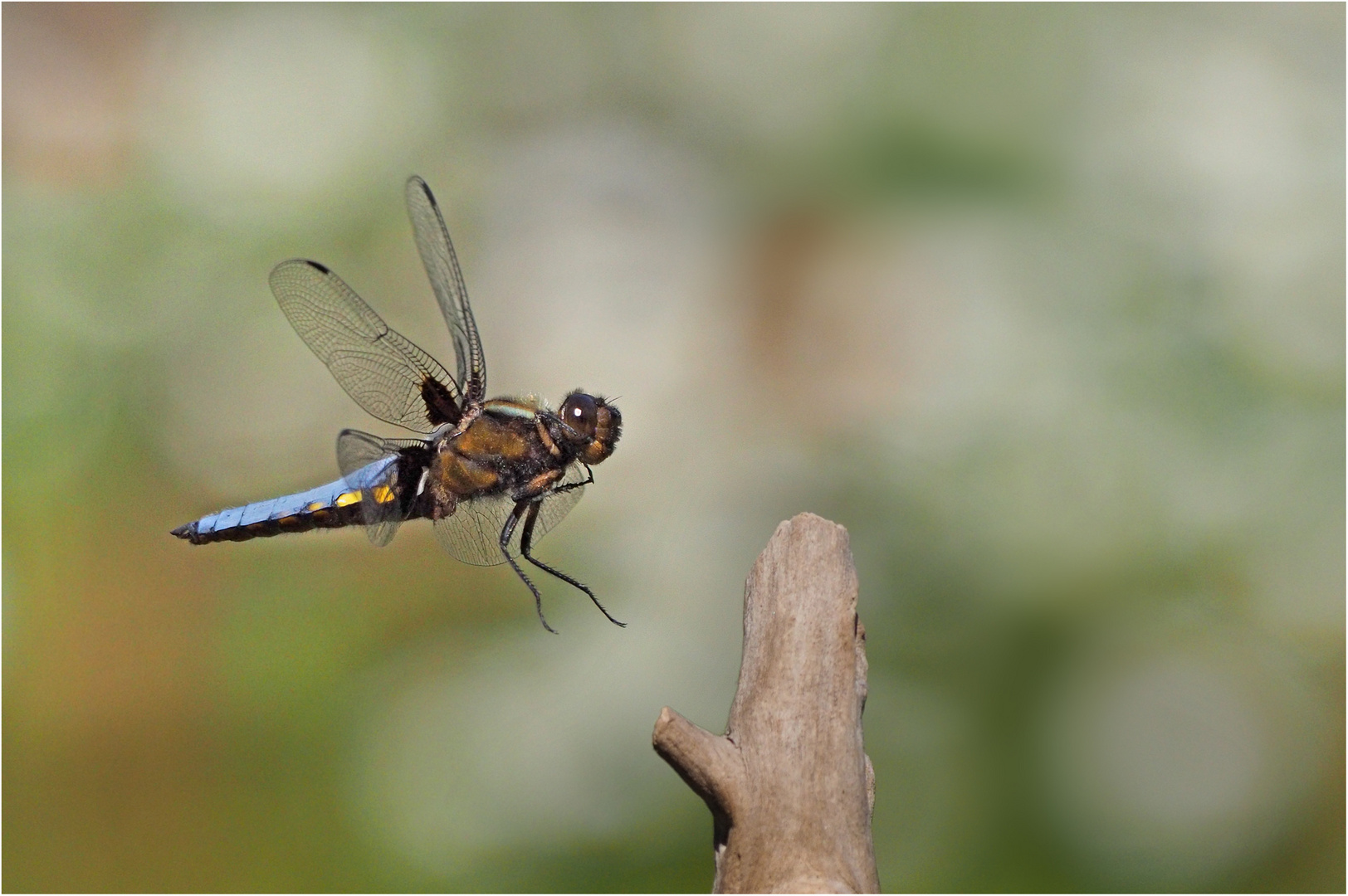 Plattbauch im Anflug.....