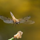 Plattbauch im Anflug