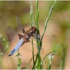 Plattbauch im Gras