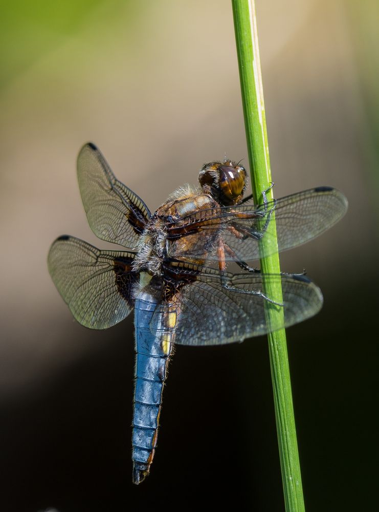 Plattbauch im Halbschatten