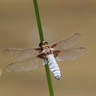 Plattbauch im Wind