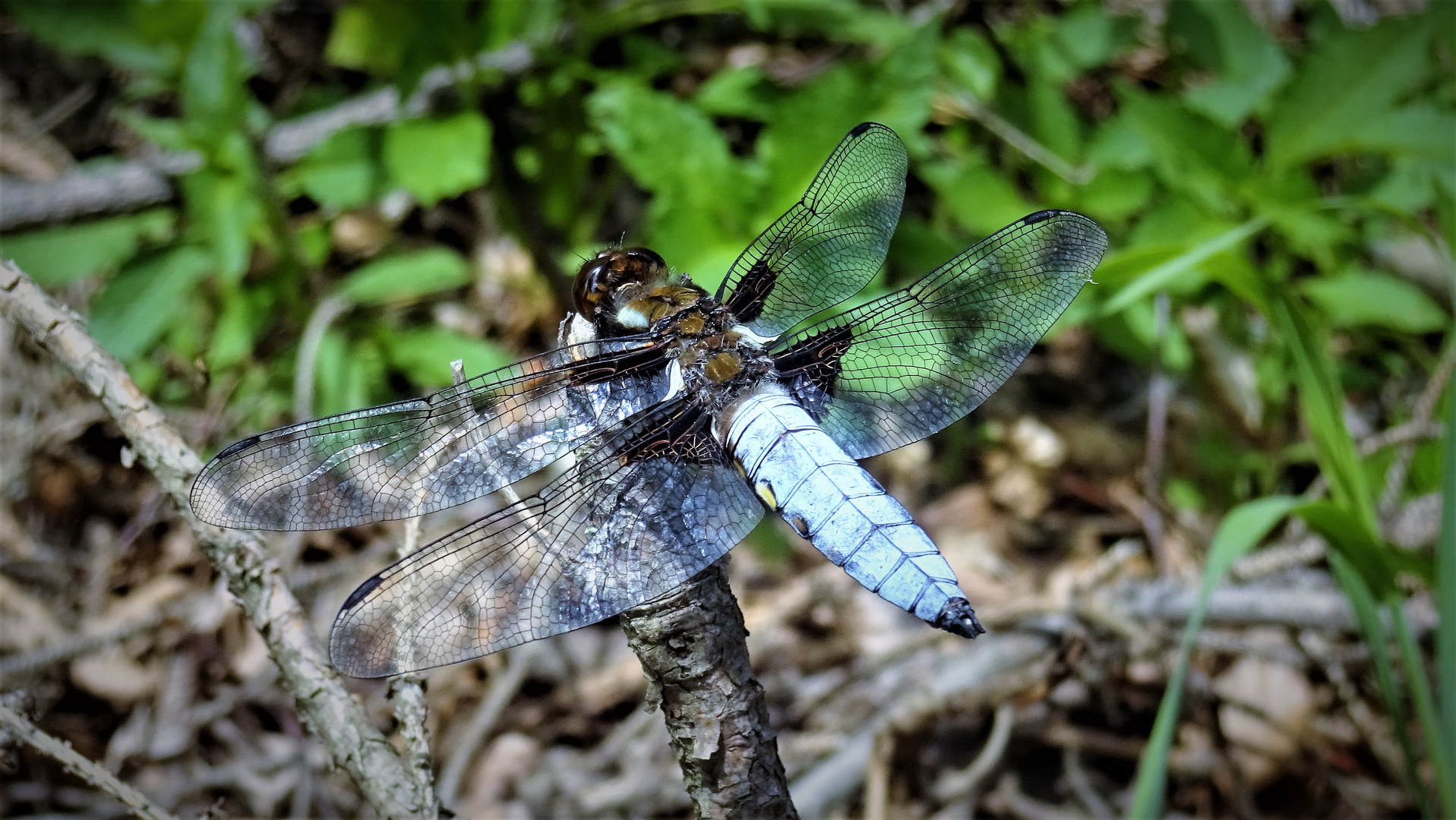 Plattbauch -Lbellula depressa