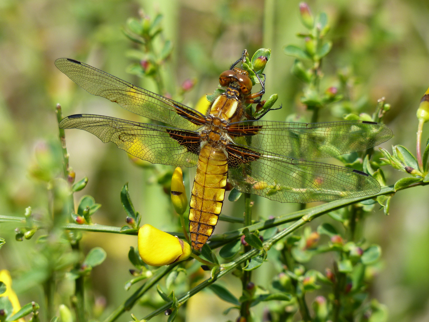 Plattbauch Libelle