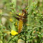 Plattbauch Libelle