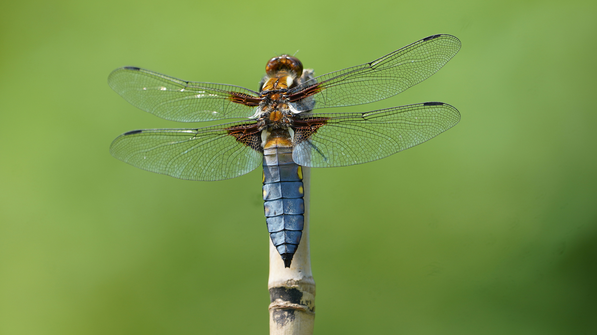 Plattbauch Libelle