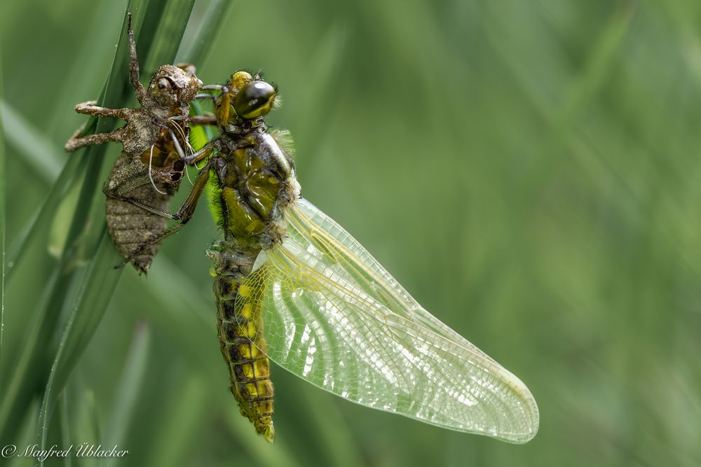 Plattbauch Libelle ...