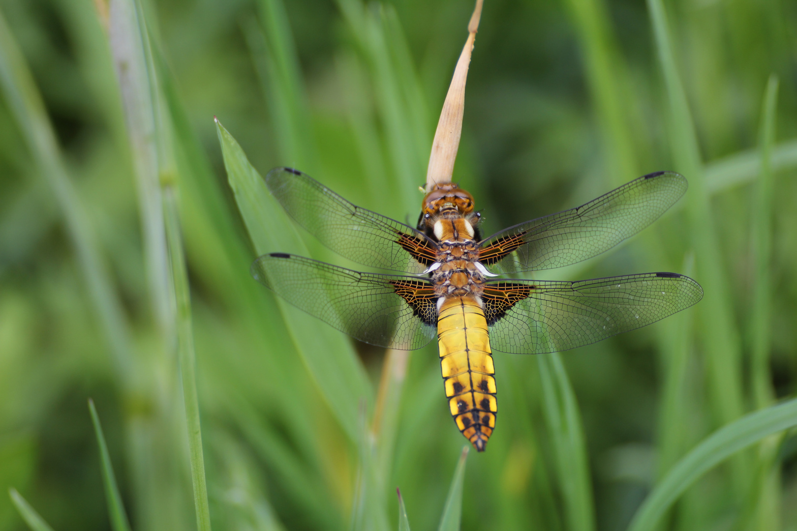 Plattbauch Libelle