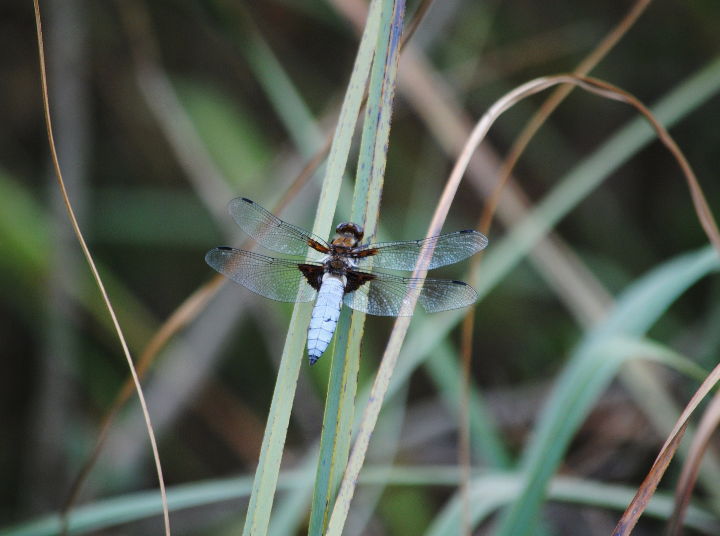 Plattbauch Libelle