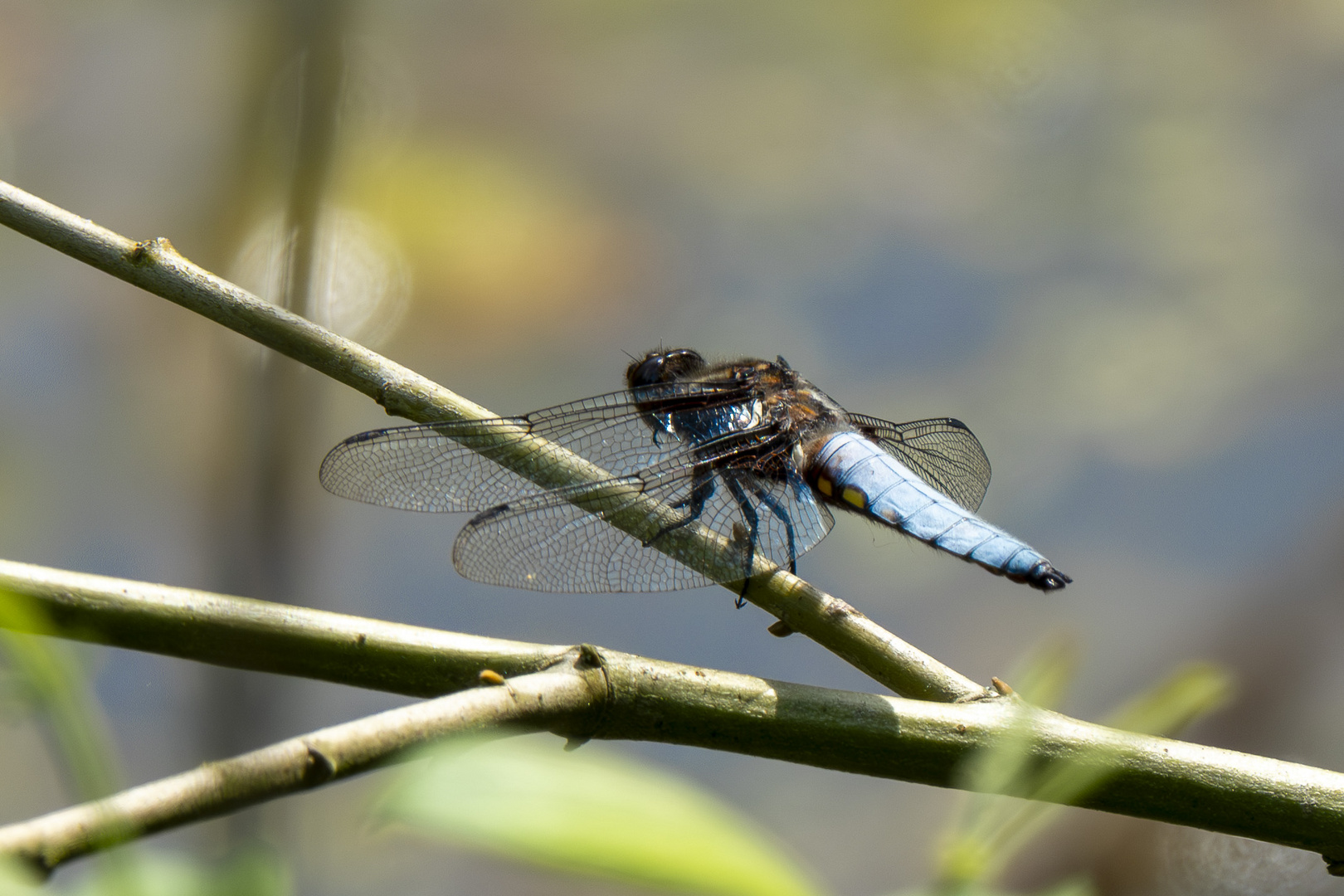  Plattbauch Libelle 