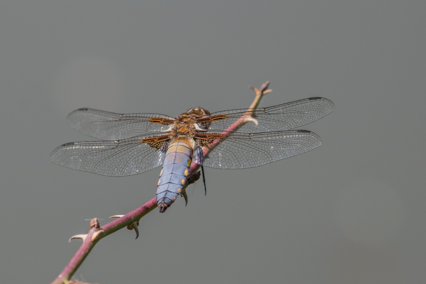 Plattbauch Libelle