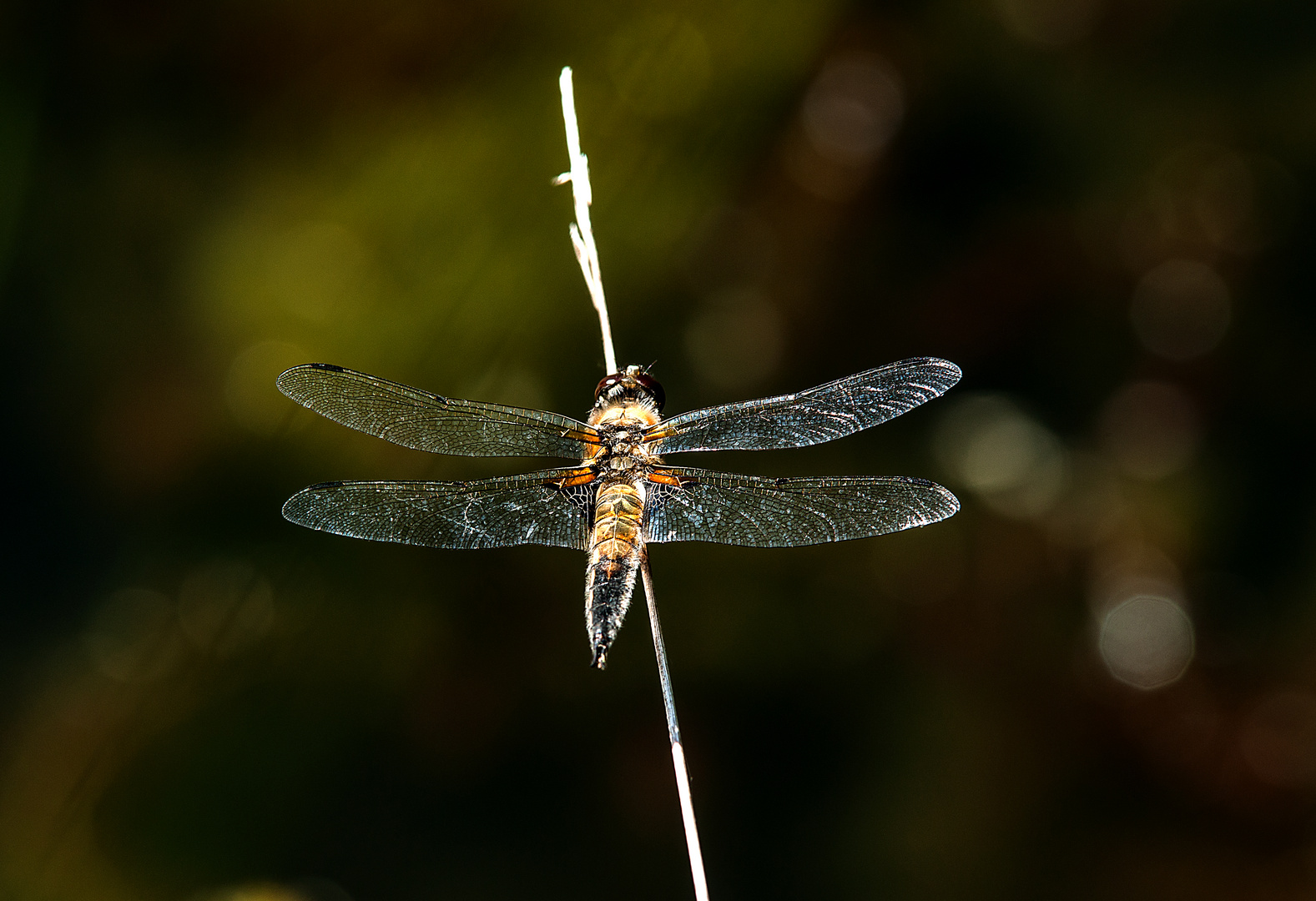 Plattbauch Libelle 1