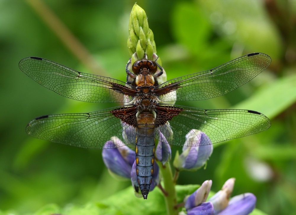 Plattbauch Libelle