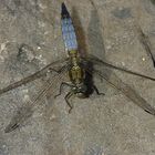 Plattbauch-Libelle