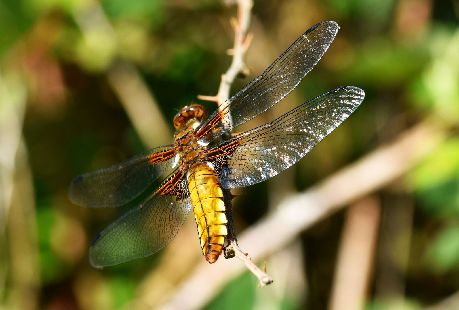 Plattbauch-Libelle