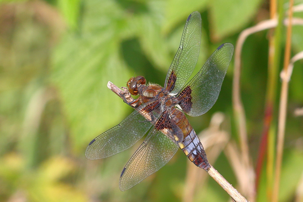 Plattbauch-Libelle?