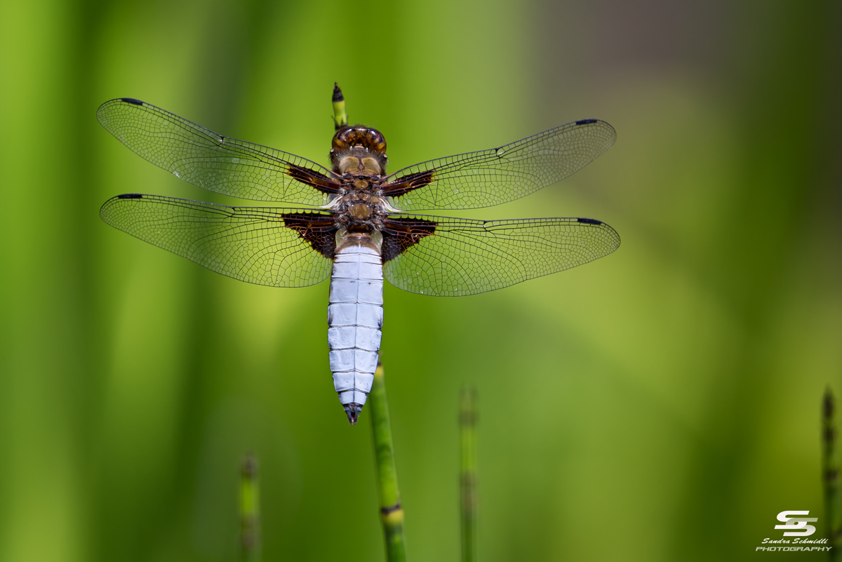 Plattbauch-Libelle