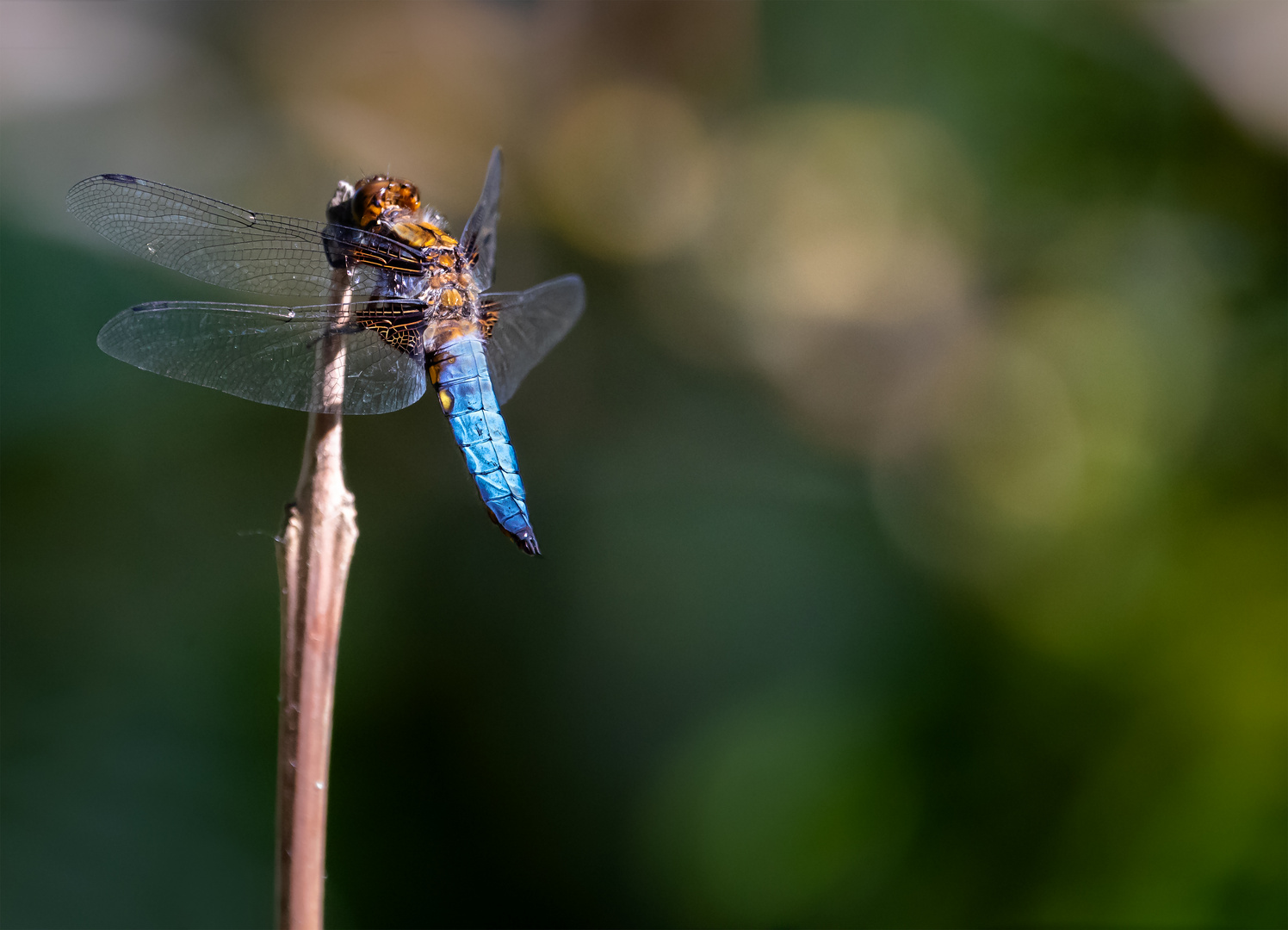 Plattbauch Libelle