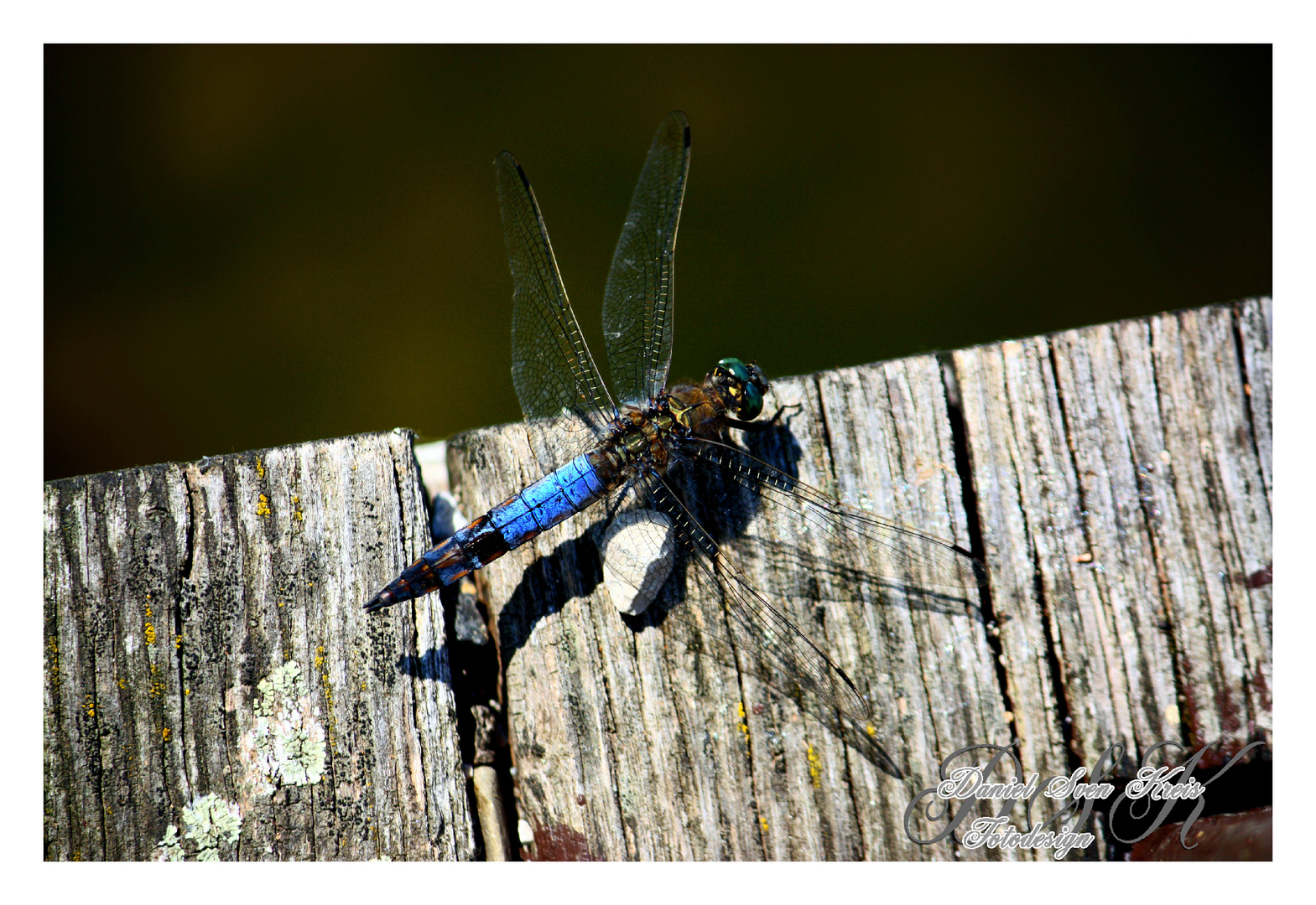 Plattbauch Libelle