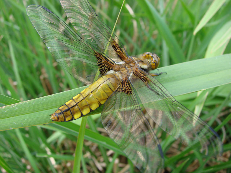 Plattbauch-Libelle