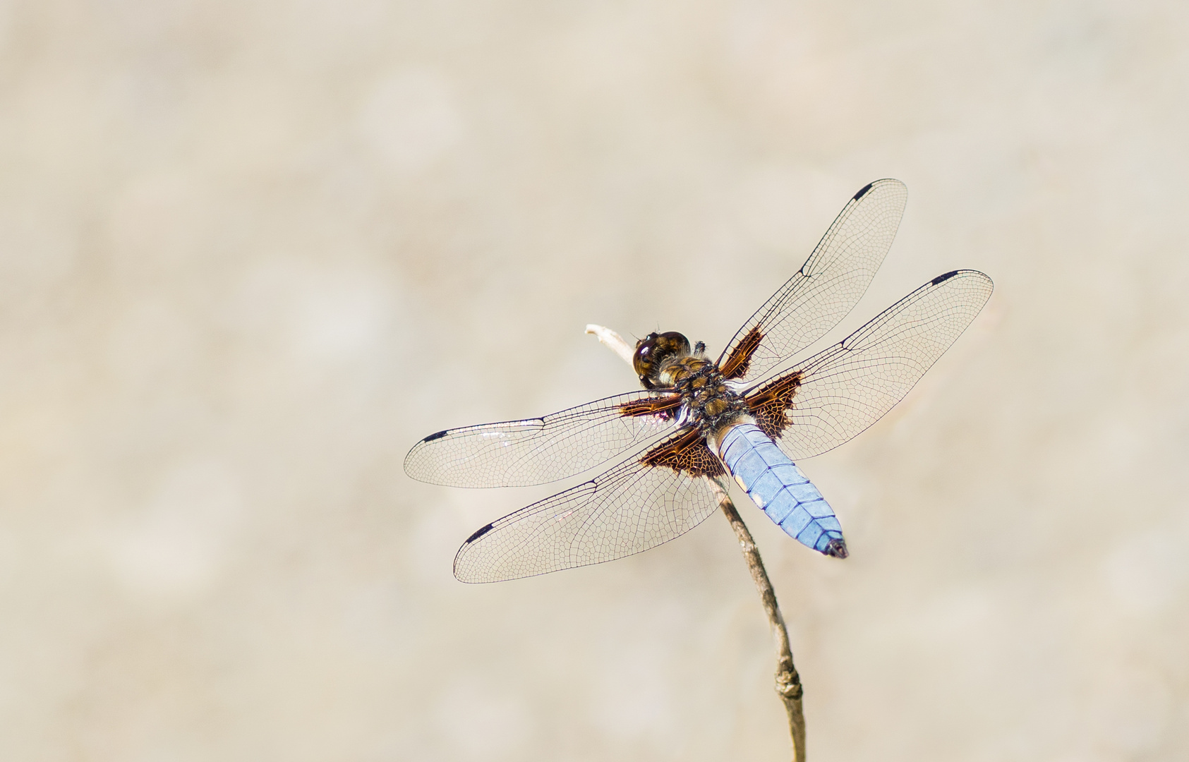 Plattbauch Libelle