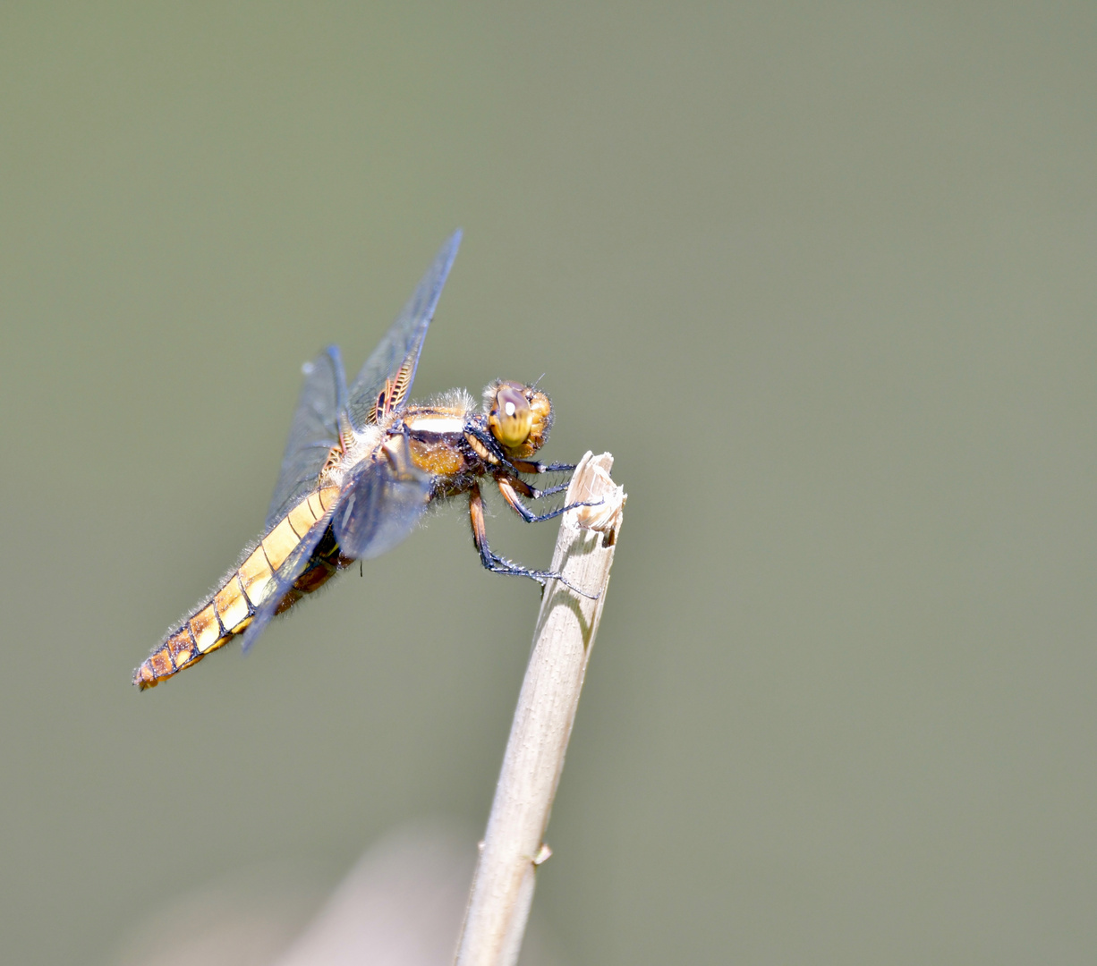 Plattbauch Libelle