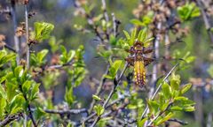 Plattbauch Libelle