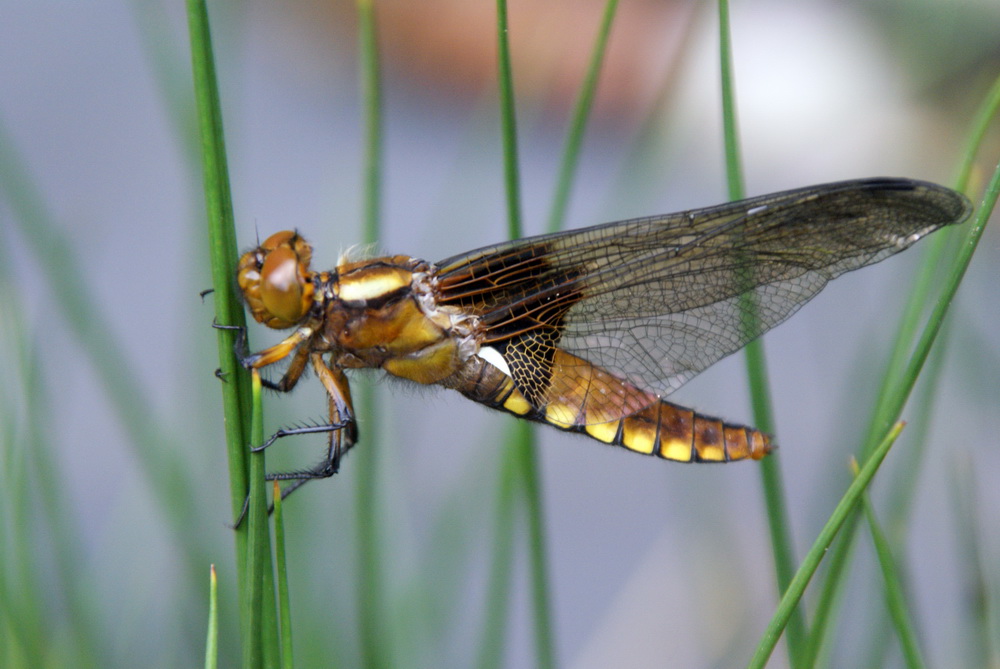 Plattbauch-Libelle...