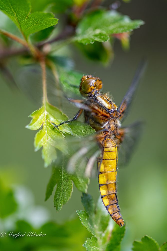 Plattbauch-Libelle ...