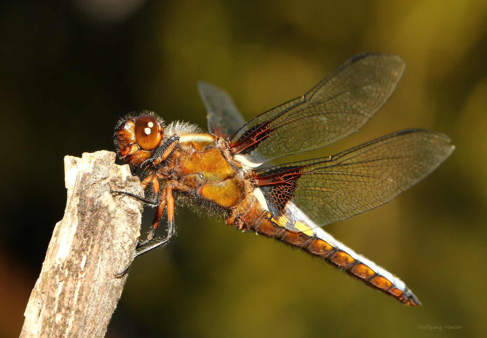 Plattbauch Libelle Foto & Bild fotos, makro, teich Bilder auf