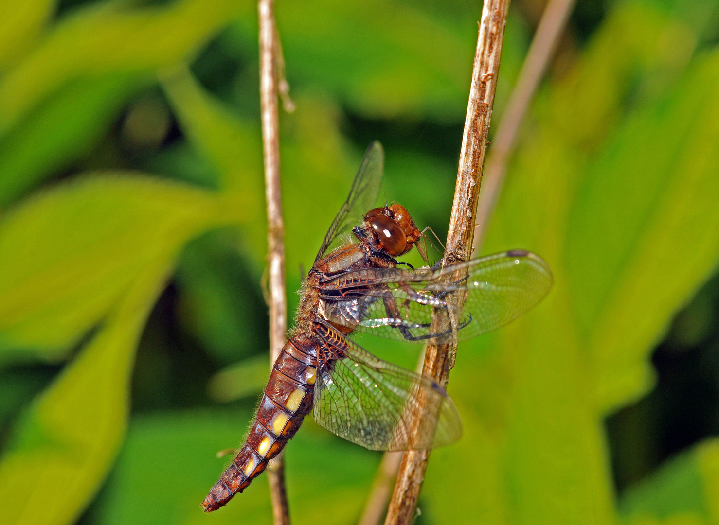 Plattbauch-Libelle