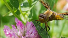 Plattbauch-Libelle