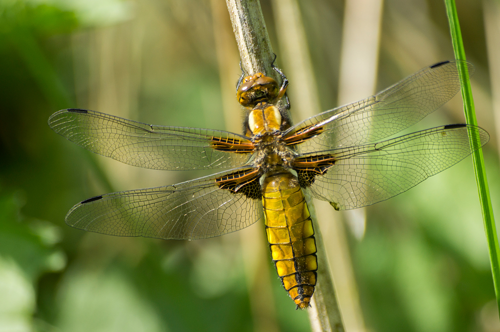 Plattbauch- Libelle