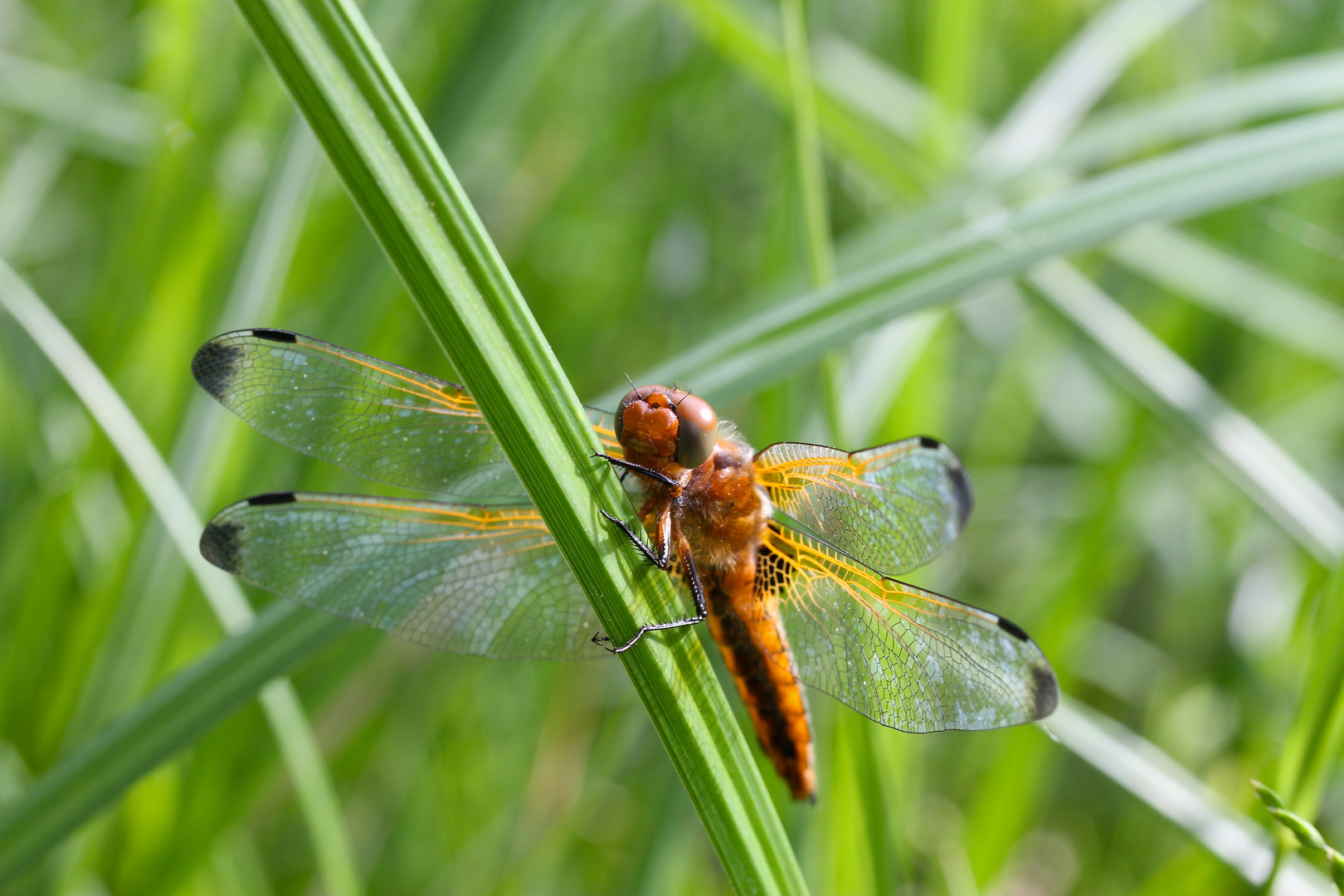 Plattbauch Libelle