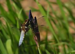 Plattbauch-Libelle