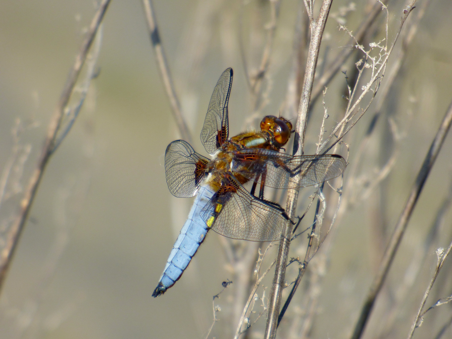 Plattbauch-Libelle