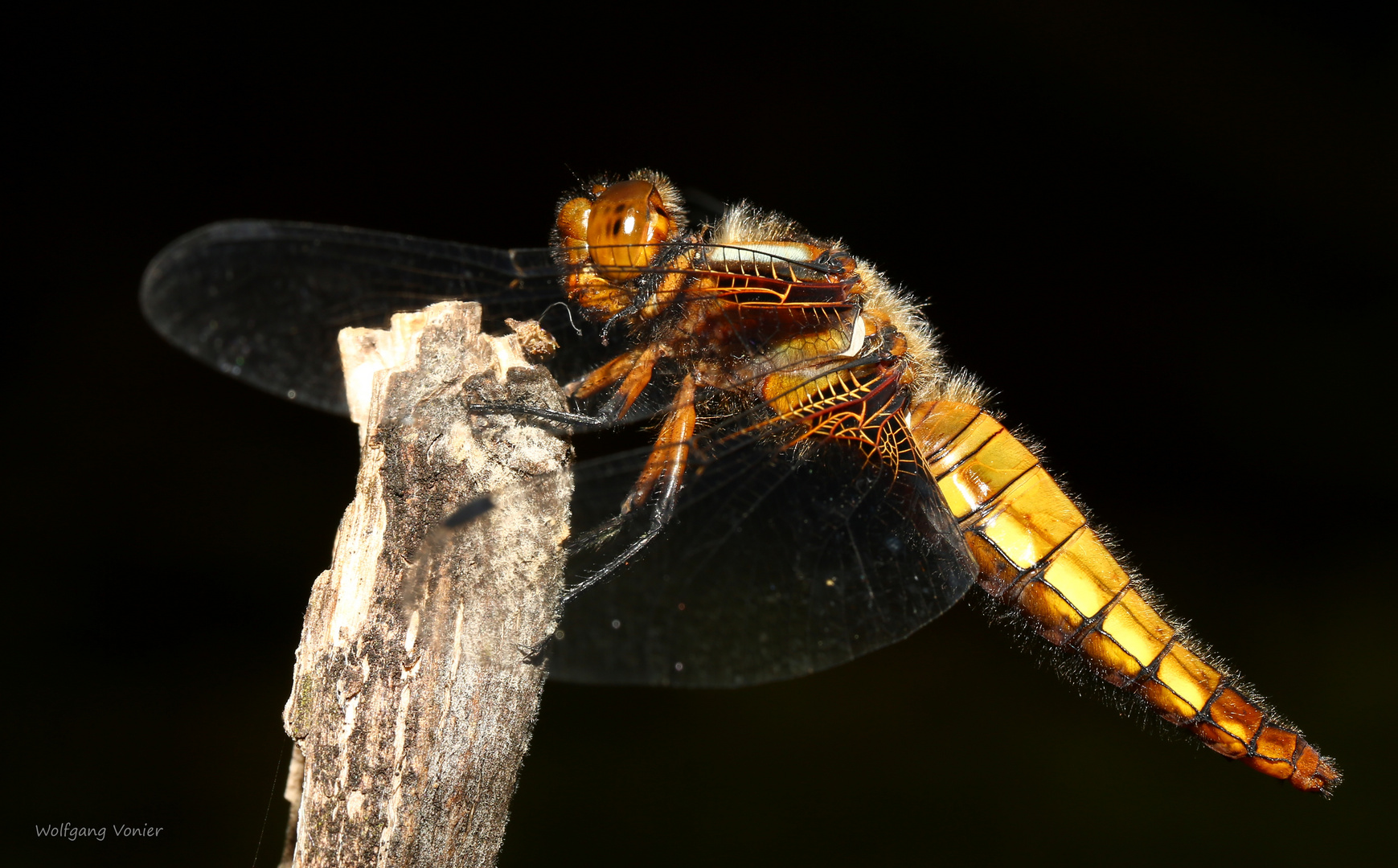 Plattbauch Libelle Foto & Bild fotos, makro, teich Bilder auf