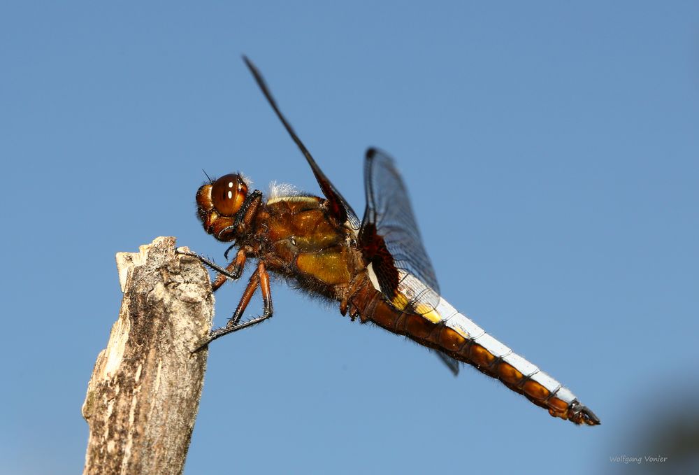 Plattbauch Libelle