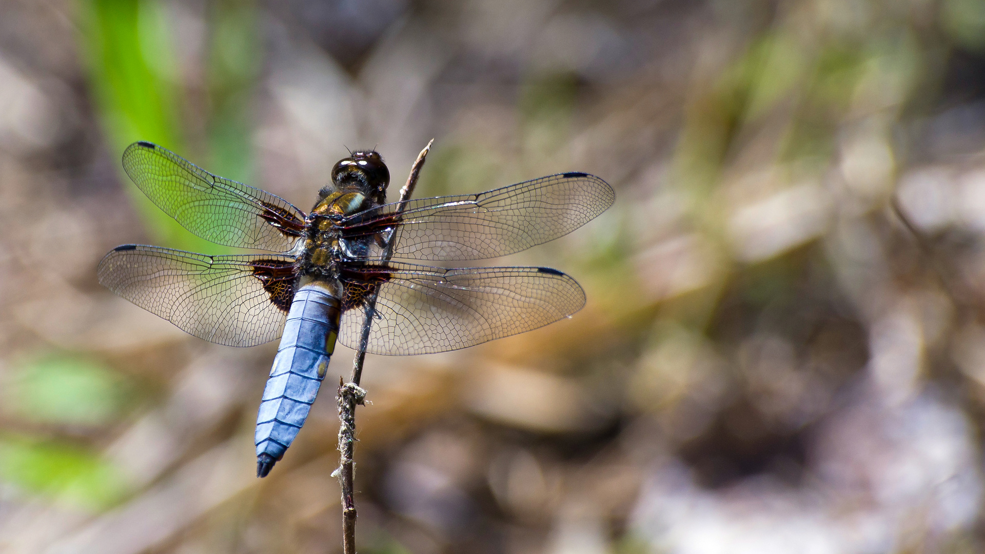 Plattbauch Libelle