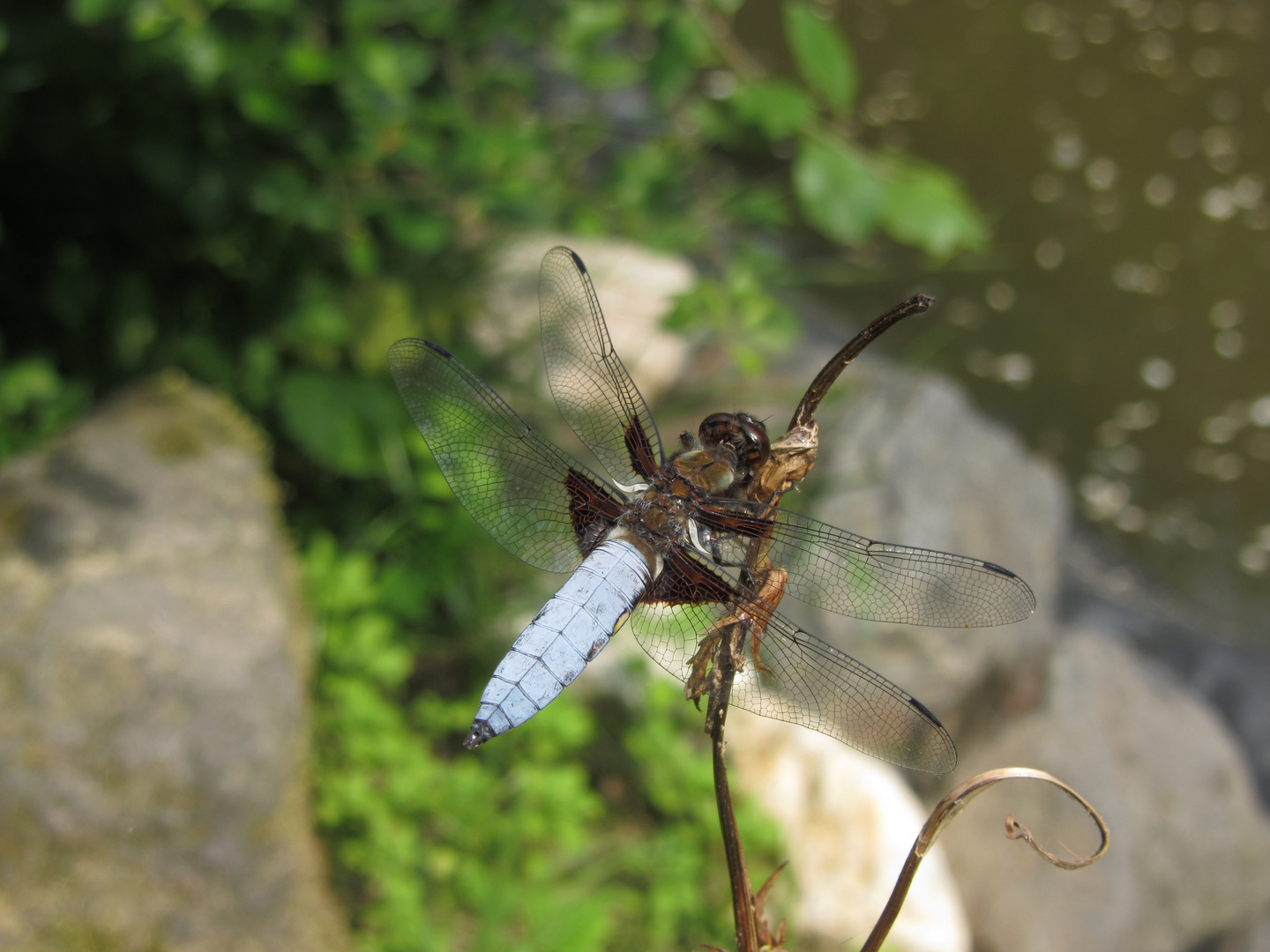 Plattbauch-Libelle