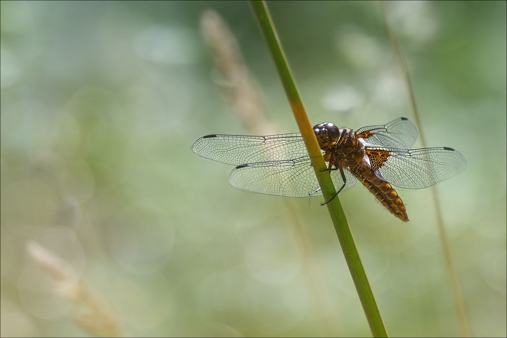 Plattbauch Libelle