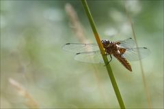 Plattbauch Libelle