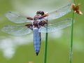 Wldlife Insekten