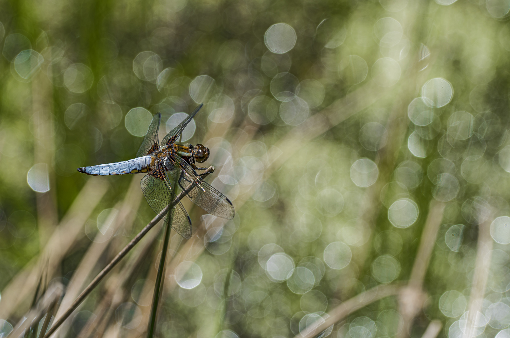 Plattbauch-Libelle