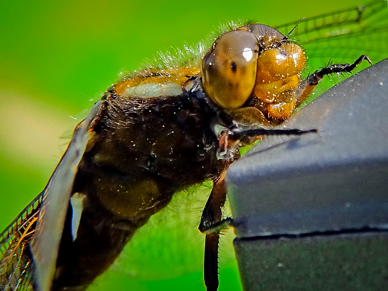 Plattbauch Libelle